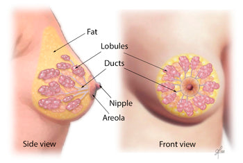 Natural Nipple Enlargement Solution